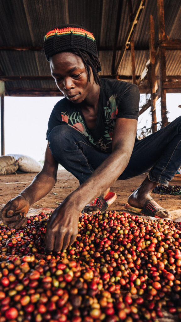 selecting coffee beans