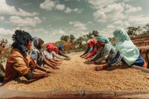 sorting coffee